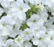 Petunia Fanfare White 1